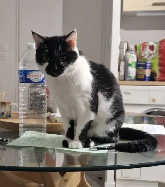 chat lost   59780 Baisieux Chacha