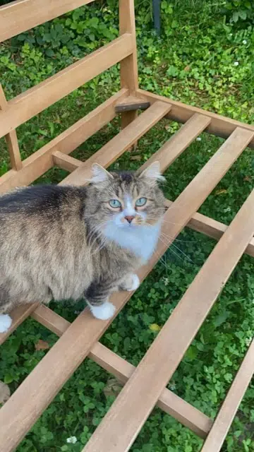 chat lost   59310 Coutiches Chamallow