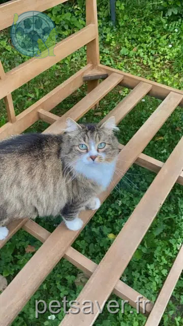 gatto perso 59310 Coutiches Chamallow gatto lost 59310 Coutiches Chamallow