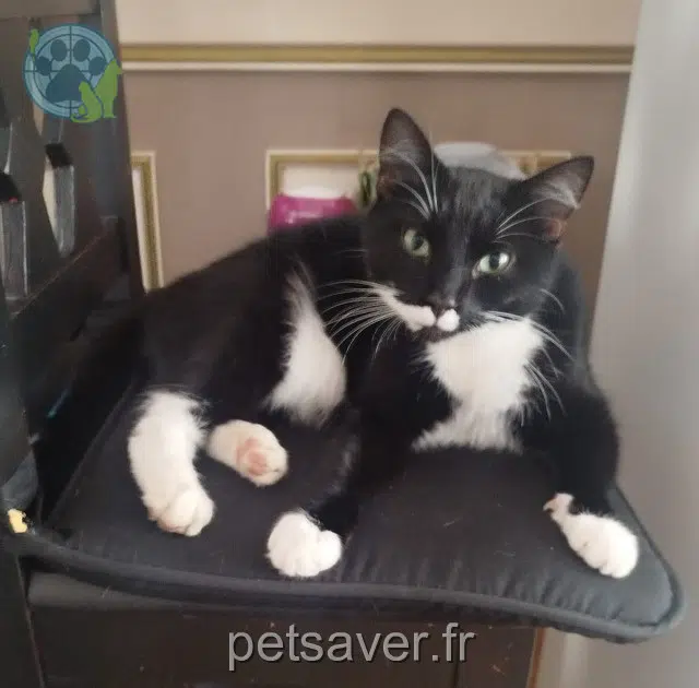 cat lost   59820 Gravelines Chaplin