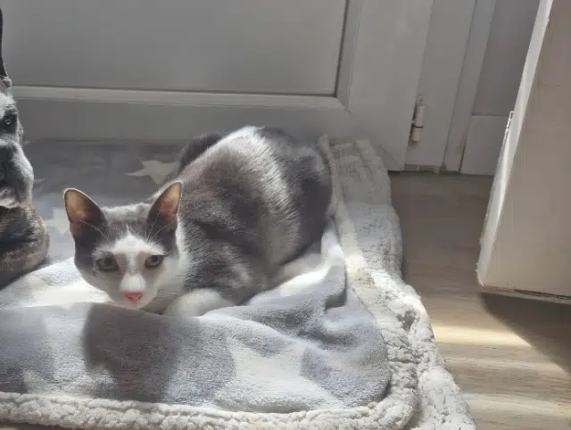 chat lost   59880 Saint-Saulve Charly