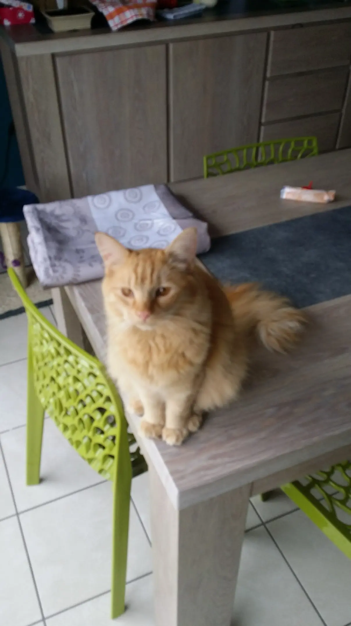 Chat Perdu 59 Nord - Chewee Chat Perdu 59 Nord - Chewee