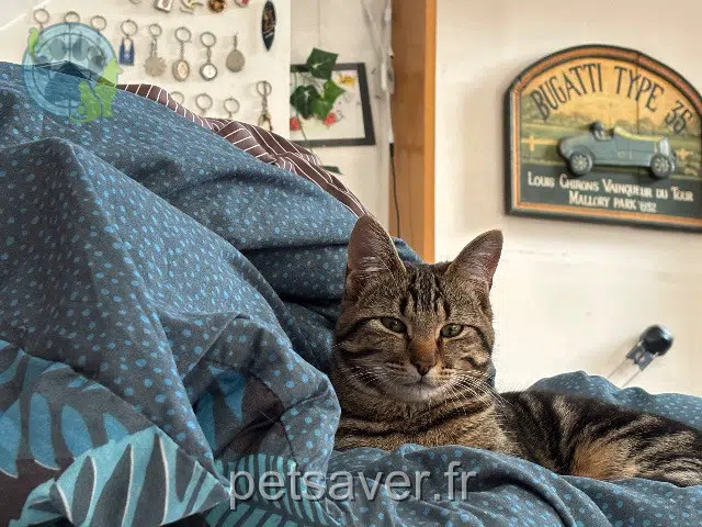 chat lost   59100 Roubaix Chiffon