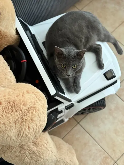 chat lost   59200 Tourcoing Chikour