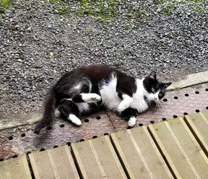 Chat Perdu 59 Nord - Chouchou Chat Perdu 59 Nord - Chouchou