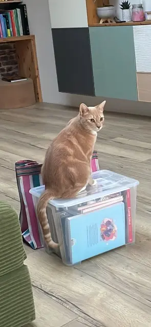 chat lost   59110 La Madeleine Chouquette