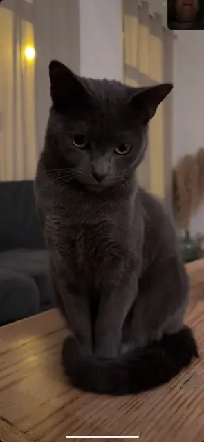 chat lost   59100 Roubaix Chuck