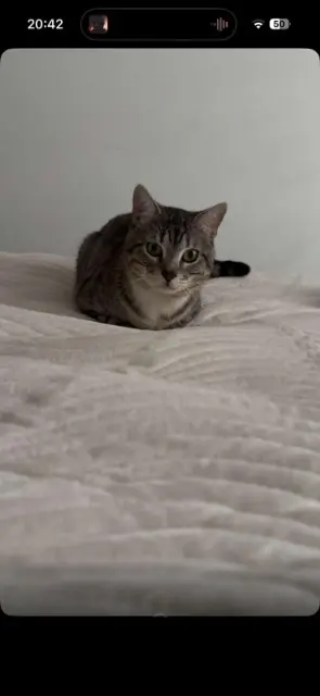 chat lost   59370 Mons-en-Barœul Cookie