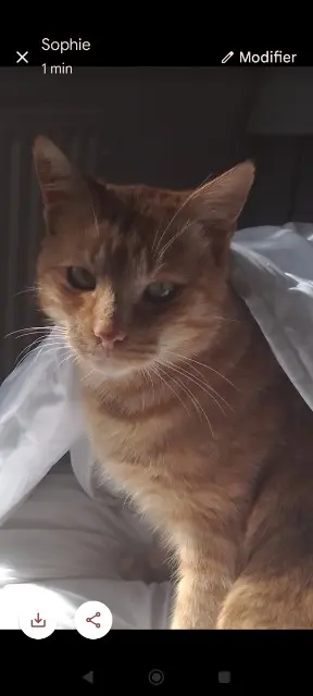 chat lost   59200 Tourcoing Corto