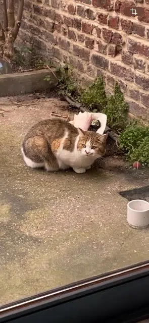 chat lost   59130 Lambersart Coton