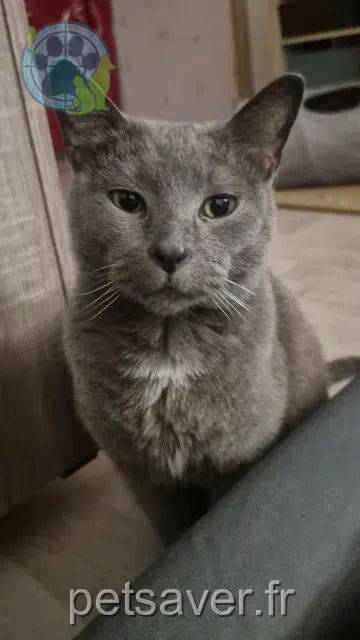 chat lost   59100 Roubaix Câlin