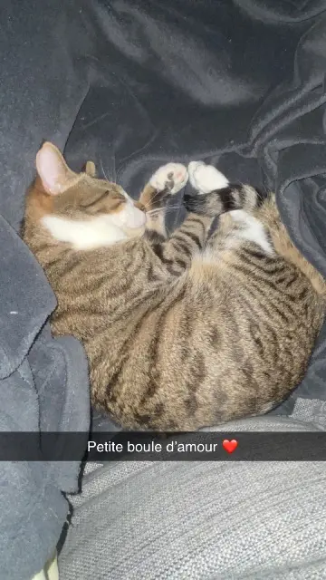 chat lost   59155 Faches-Thumesnil DANTÉ