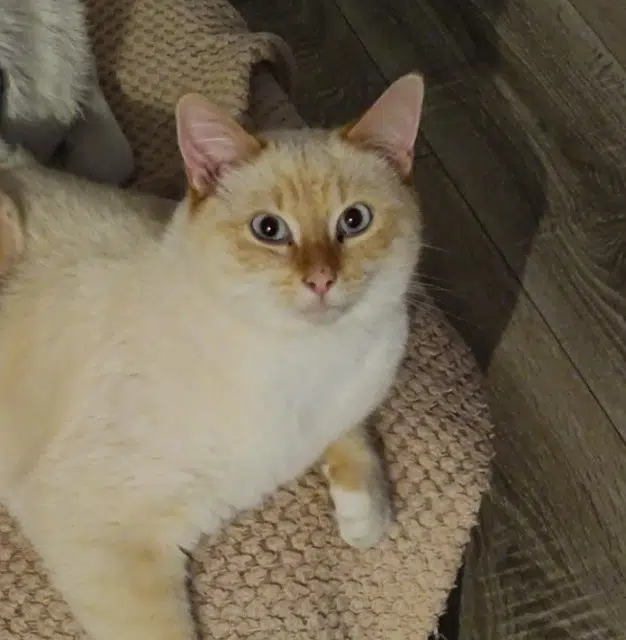 chat lost   59194 Râches Donuts