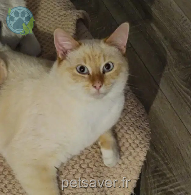 gatto perso 59194 Râches Donuts gatto lost 59194 Râches Donuts