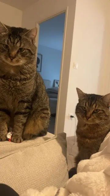 chat lost   59500 Douai Gaby