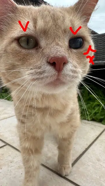 chat lost   59500 Douai Nugget