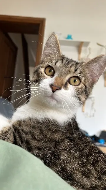 chat lost   59500 Douai Oneill