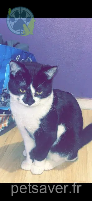 chat lost   59500 Douai Vador