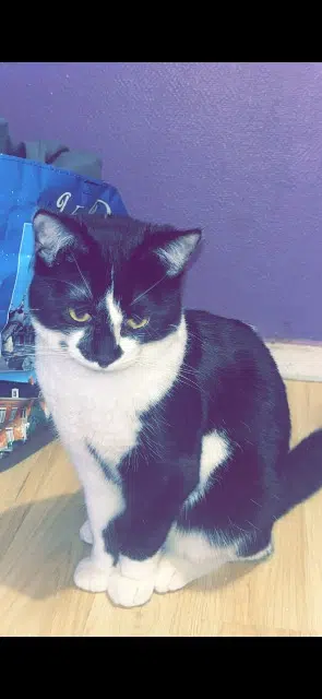 chat lost   59500 Douai Vador