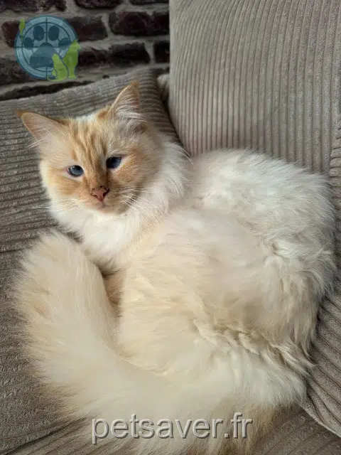 chat lost   59500 Douai Vinny
