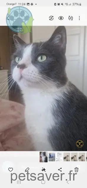 kater vermist 59200 Tourcoing Doudou kater lost 59200 Tourcoing Doudou