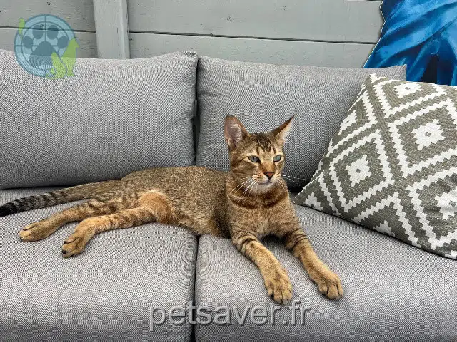 chat lost Dunkerque Atary