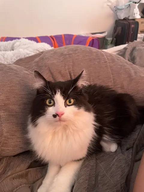 chat lost    Dunkerque Brookie