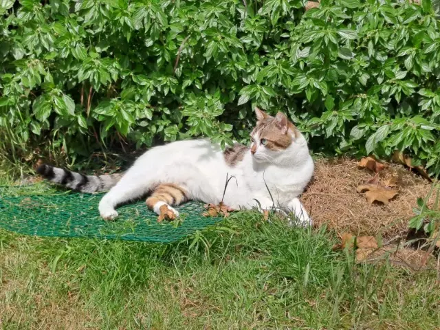 chat lost    Dunkerque Coco