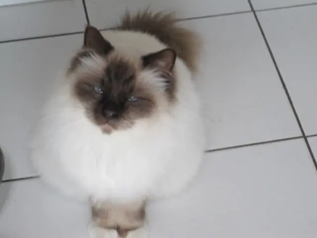 chat lost    Dunkerque Doudou