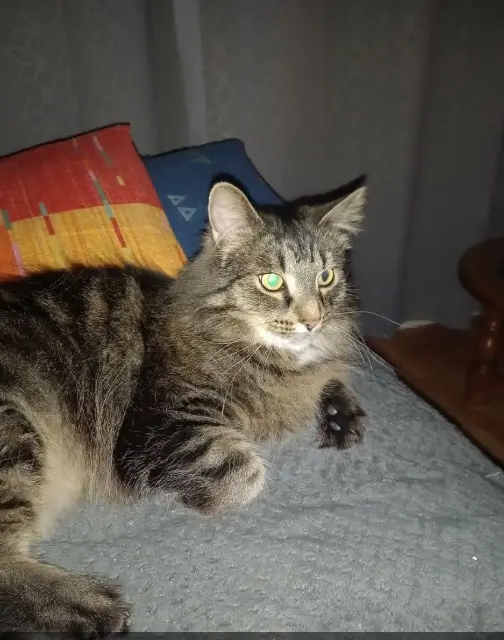 chat lost    Dunkerque Filou