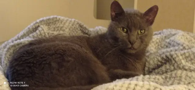 chat lost    Dunkerque Gribouille