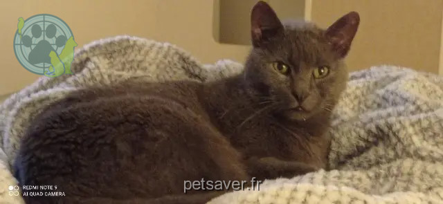 chat perdu Dunkerque Gribouille chat lost Dunkerque Gribouille