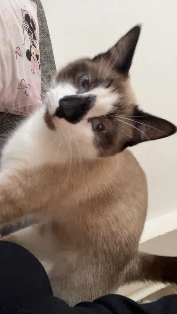 chat lost    Dunkerque Moon