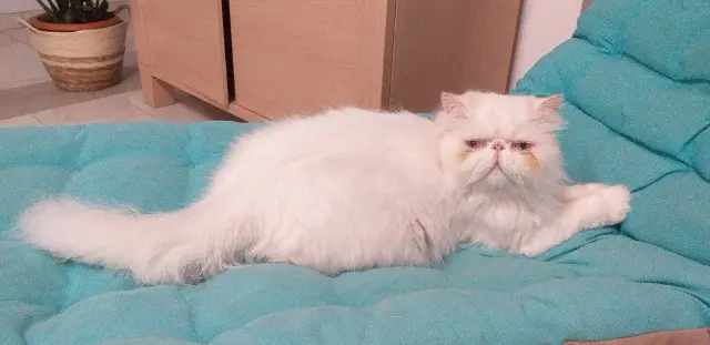 gato perdido Dunkerque Noucky gato lost Dunkerque Noucky