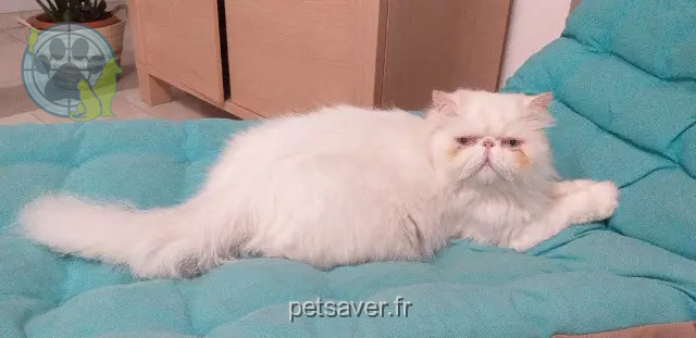 Kater vermisst Dunkerque Noucky Kater lost Dunkerque Noucky