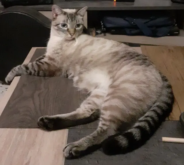chat lost    Dunkerque Oly
