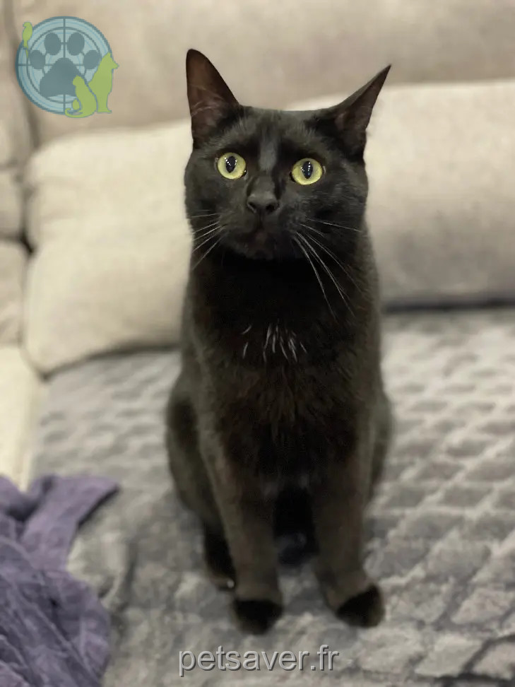 Kater vermisst 29 Rue Elisée Willaert 59240 Dunkerque Rémus Kater lost 29 Rue Elisée Willaert 59240 Dunkerque Rémus