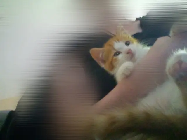 chat lost    Dunkerque Simba