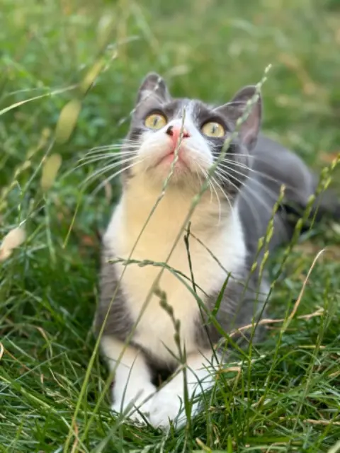 chat lost    Dunkerque Spyke