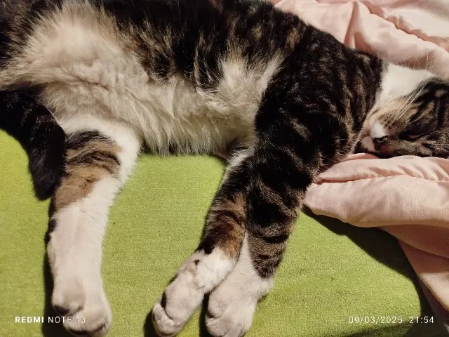 chat lost    Dunkerque Voyou