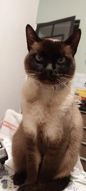 chat lost   59310 Orchies Eddy