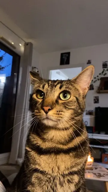 chat lost   59250 Halluin Eden