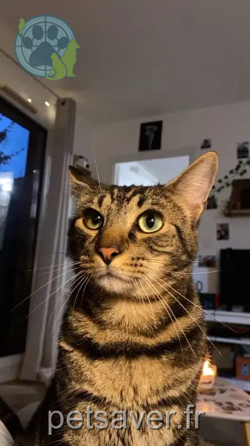 Kater vermisst 59250 Halluin Eden Kater lost 59250 Halluin Eden