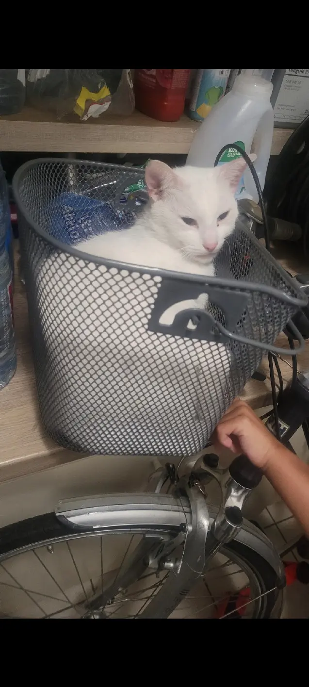Chat Perdu 59 Nord - Everest Chat Perdu 59 Nord - Everest