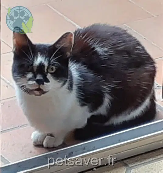 Kater lost   59280 Armentières Felix