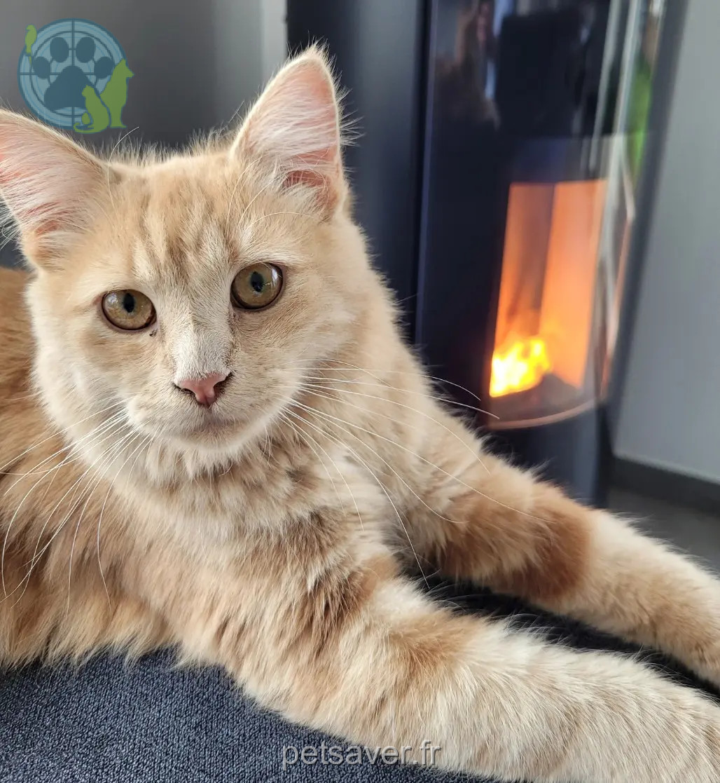 Chat Perdu 59 Nord - Fifty Chat Perdu 59 Nord - Fifty