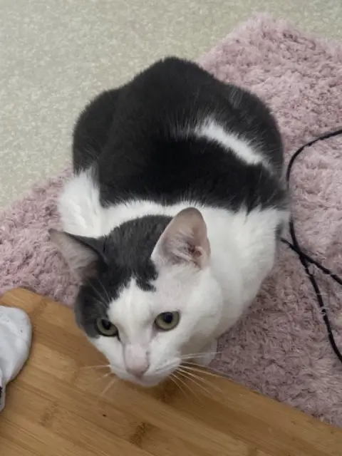 chat lost   59200 Tourcoing Figaro