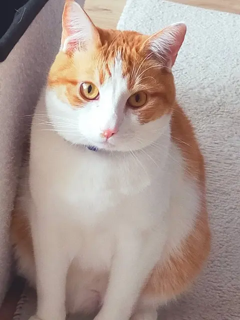 chat lost   59494 Petite-Forêt Filou