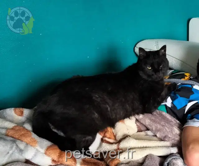 Kater vermisst 59155 Faches-Thumesnil Filou Kater lost 59155 Faches-Thumesnil Filou