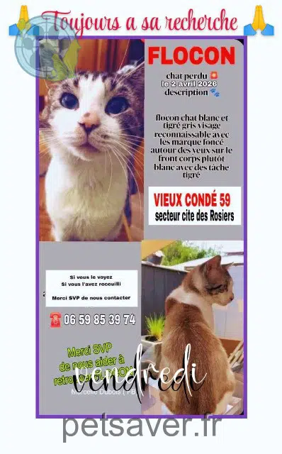 chat lost   59690 Vieux-Condé Flocon